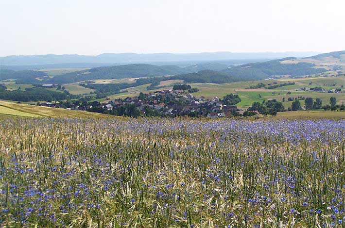 Feldblumen am Reiserberg mit Weitblick auf die Sickinger H&ouml;he